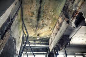 Best Mold Prevention Services  in Zolfo Springs, FL